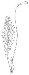 Rhizogonium distichum, habit with capsule. Drawn from L. Visch 679, CHR 267027.
 Image: R.C. Wagstaff © Landcare Research 2016 